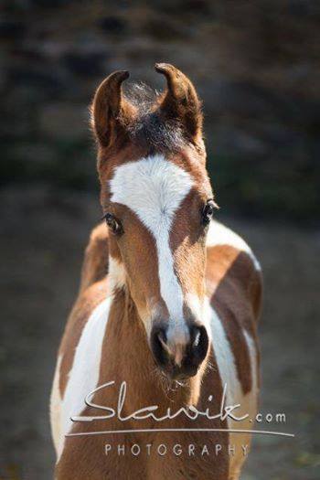 Coloured Marwari Foal